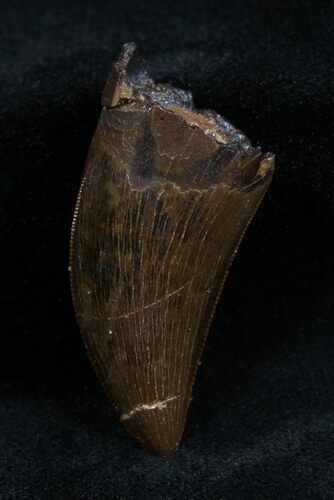 Inch Nanotyrannus (T-Rex) Tooth #1702